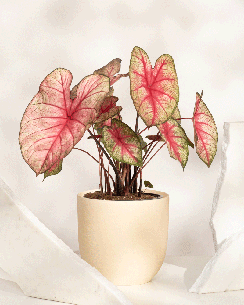 Caladium 'Party Punch'