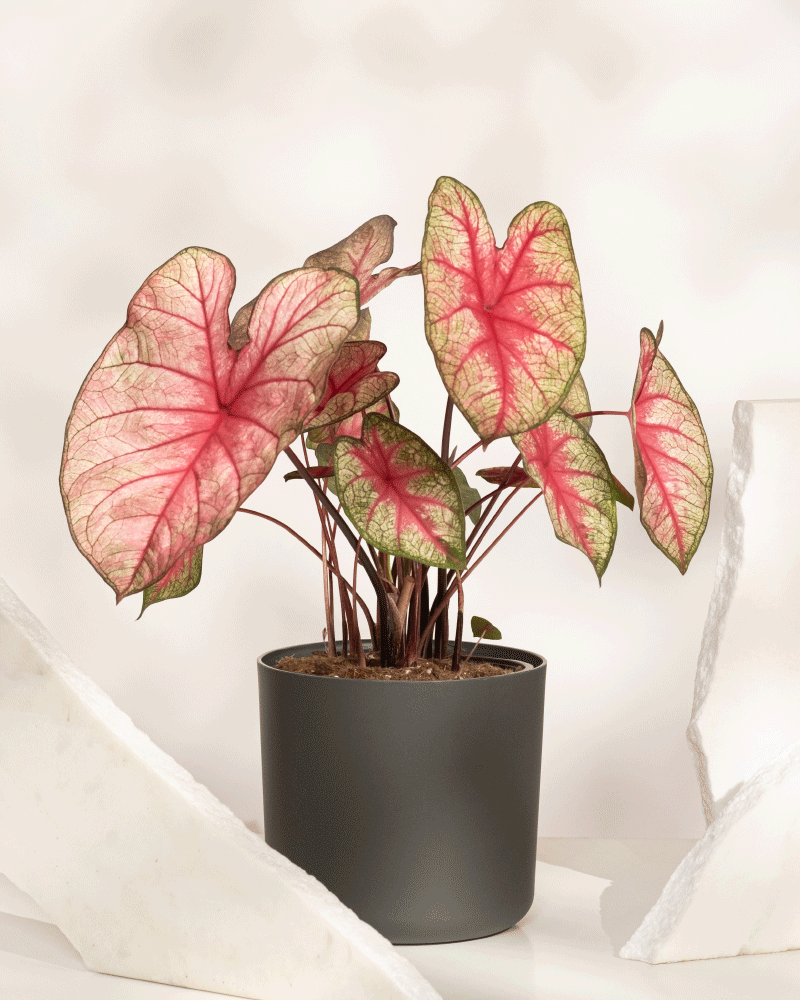 Caladium 'Party Punch'