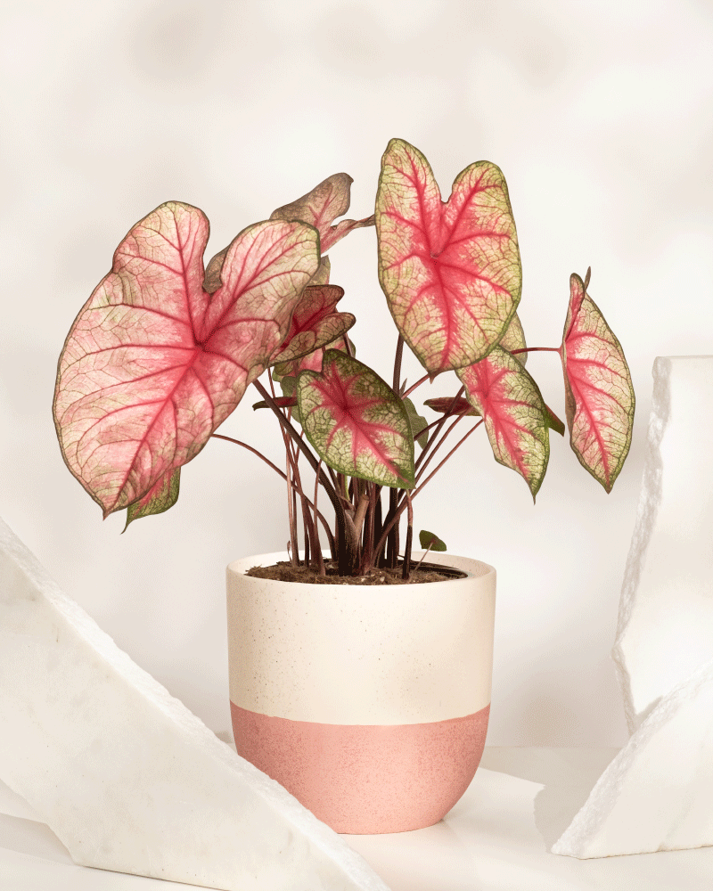 Caladium 'Party Punch'