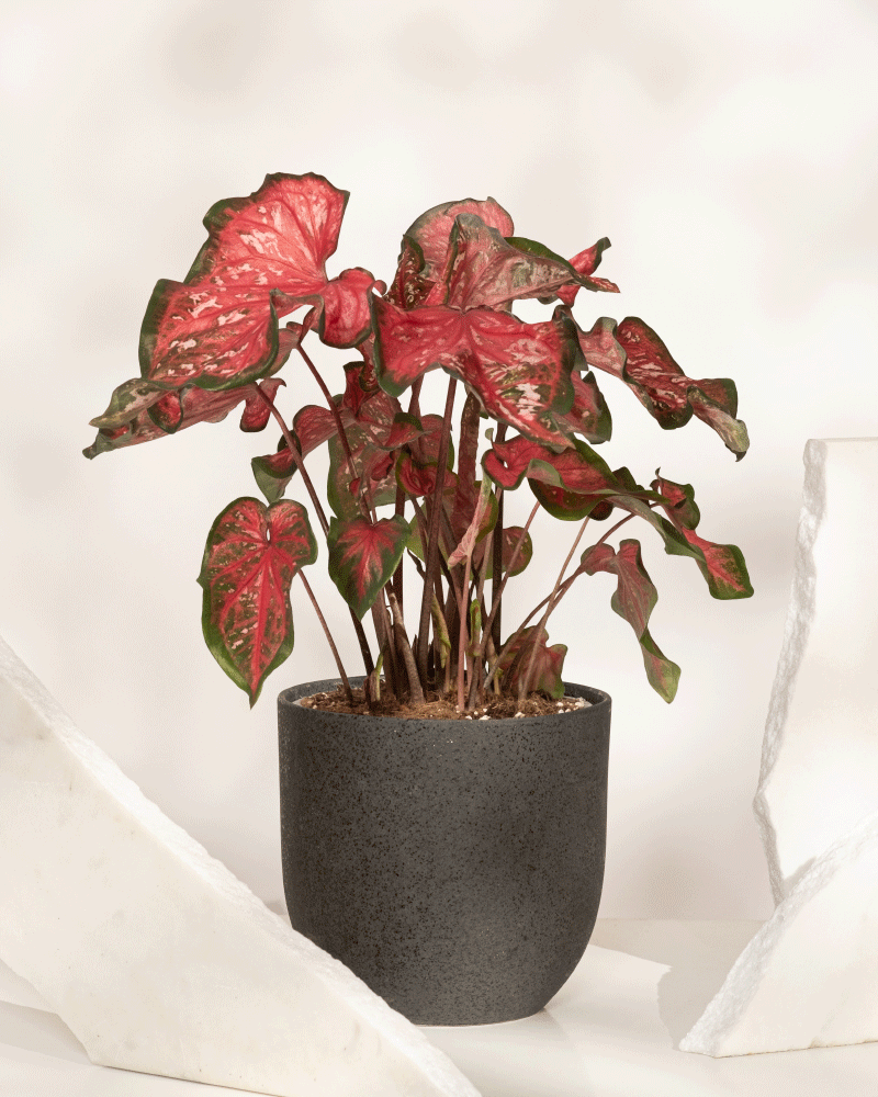 Ein Caladium „Pink Panther“ mit leuchtend grünen und rosa Blättern steht in einem strukturierten dunkelgrauen Topf zwischen zwei großen weißen Steinen vor einem weichen, neutralen Hintergrund.