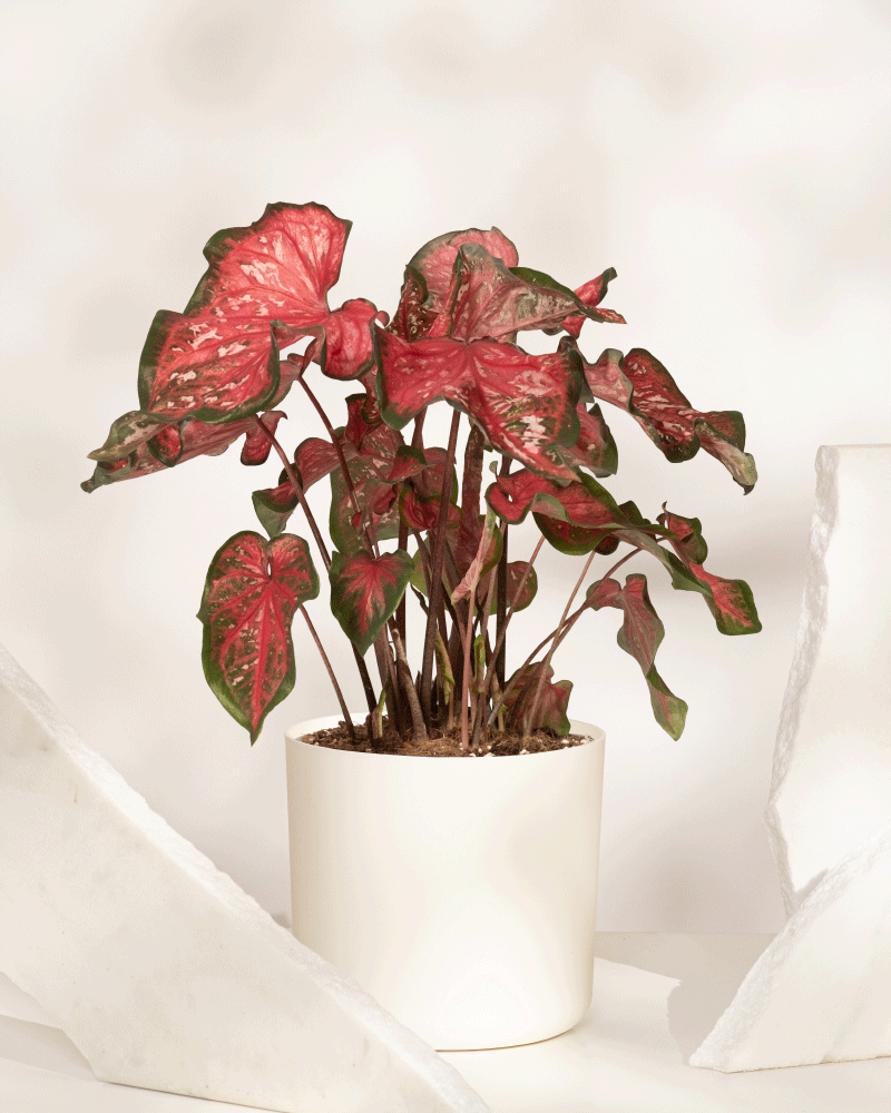 Eine Caladium „Pink Panther“ mit rot und grün bunten Blättern steht in einem einfachen weißen Topf, umgeben von weißen abstrakten Formen auf hellem Hintergrund.