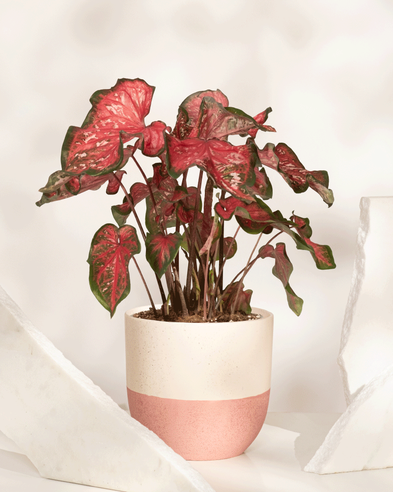 Eine Caladium „Pink Panther“ mit herzförmigen grünen Blättern und rosaroten Flecken steht in einem cremefarbenen und rosa Topf zwischen zwei weißen strukturierten Objekten vor einem neutralen Hintergrund.