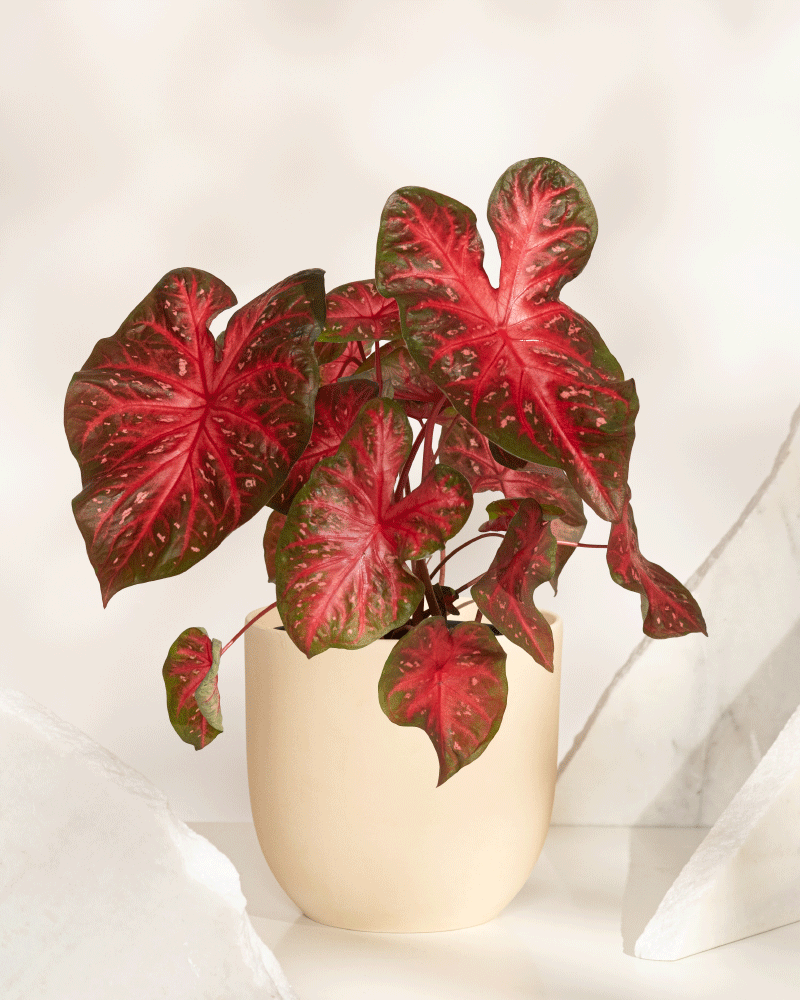 Die Caladium „Red Flash“ besticht durch ihre auffälligen, herzförmigen roten Blätter mit grünem Rand. Auf einem weißen Untergrund zwischen strukturierten Objekten sticht sie vor einem sanft beleuchteten, neutralen Hintergrund hervor.