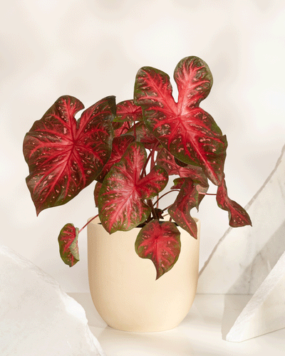 Die Caladium „Red Flash“ besticht durch ihre auffälligen, herzförmigen roten Blätter mit grünem Rand. Auf einem weißen Untergrund zwischen strukturierten Objekten sticht sie vor einem sanft beleuchteten, neutralen Hintergrund hervor.