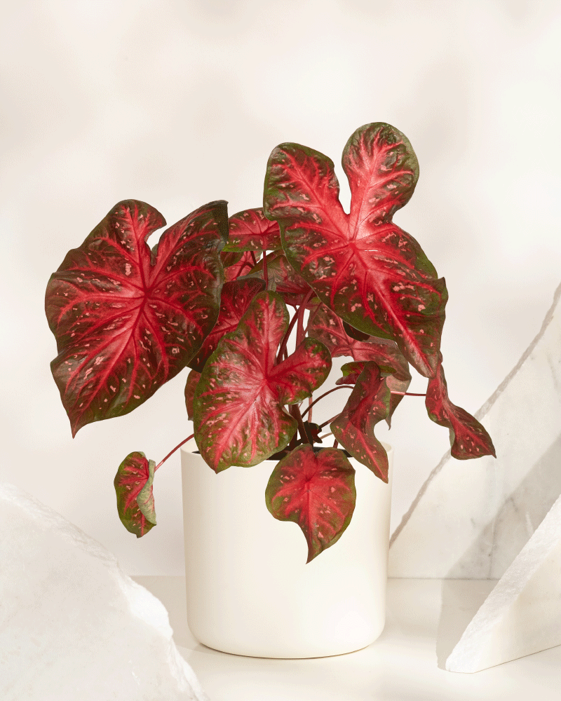 Das Caladium „Red Flash“, eine auffällige Pflanze mit roten und grünen herzförmigen Blättern, wird in einem einfachen weißen Topf auf einer hellen Oberfläche vor abstrakten weißen Marmorformen präsentiert.