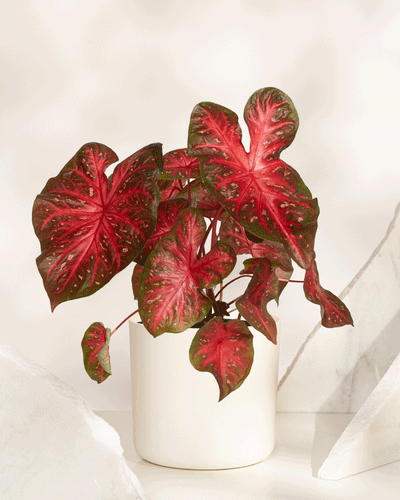 Das Caladium „Red Flash“, eine auffällige Pflanze mit roten und grünen herzförmigen Blättern, wird in einem einfachen weißen Topf auf einer hellen Oberfläche vor abstrakten weißen Marmorformen präsentiert.