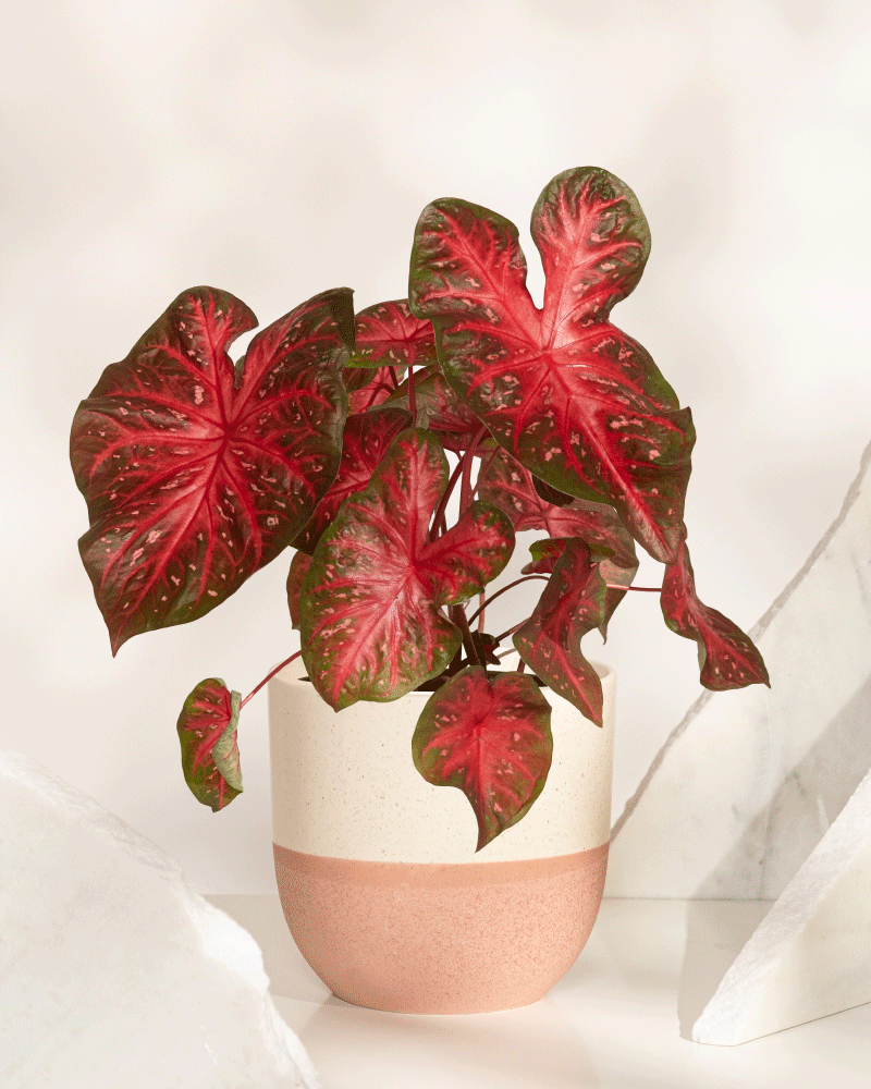 Eine Caladium „Red Flash“ im Topf mit großen, herzförmigen roten und grünen Blättern steht in einem creme-rosa Keramiktopf. Der Hintergrund ist sanft und neutral mit weißen Strukturakzenten.