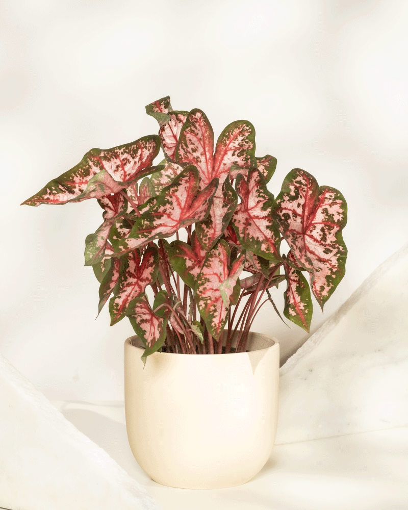 Caladium 'Roze'
