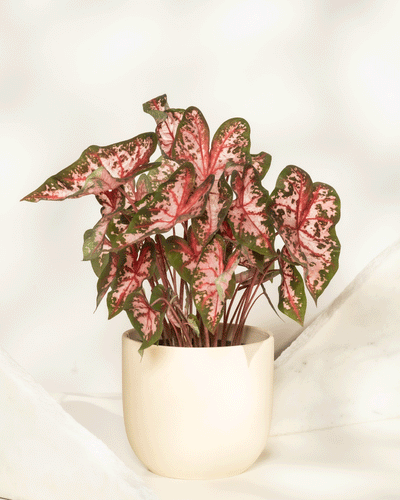 Caladium 'Roze'