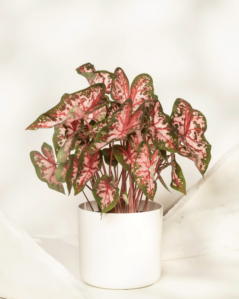 Caladium 'Roze'