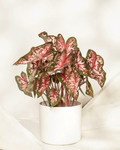Caladium 'Roze'