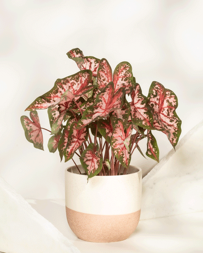 Caladium 'Roze'