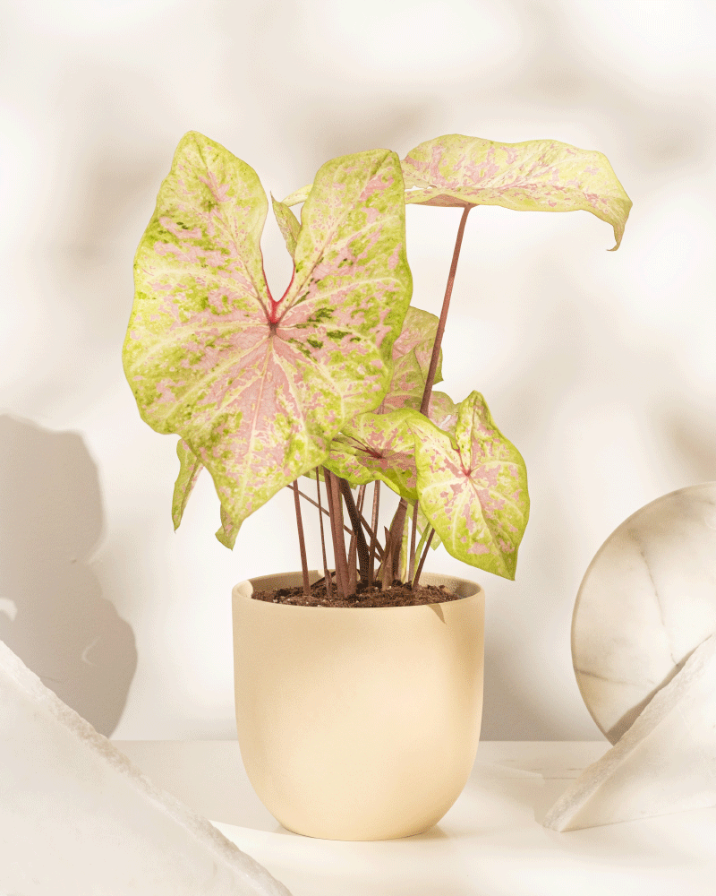 Ein Caladium „Seafoam Pink“ mit großen grünen Blättern und rosa Adern steht in einem beigen Topf auf einer weißen Oberfläche und sorgt inmitten von sanftem Licht und abstrakten Marmorformen im Hintergrund für tropisches Flair.