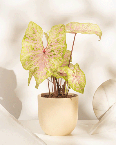 Ein Caladium „Seafoam Pink“ mit großen grünen Blättern und rosa Adern steht in einem beigen Topf auf einer weißen Oberfläche und sorgt inmitten von sanftem Licht und abstrakten Marmorformen im Hintergrund für tropisches Flair.
