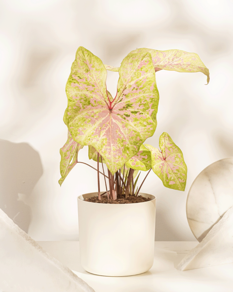 Ein Caladium 'Seafoam Pink' im weißen Topf, mit grünen Blatträndern und rosa Zentren, steht vor hellen marmorierten Dekoelementen und bringt tropisches Flair in den Raum.