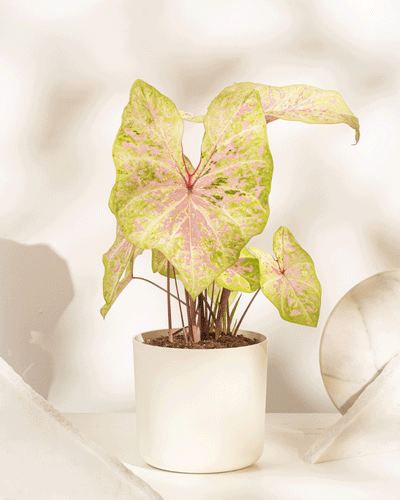 Ein Caladium 'Seafoam Pink' im weißen Topf, mit grünen Blatträndern und rosa Zentren, steht vor hellen marmorierten Dekoelementen und bringt tropisches Flair in den Raum.