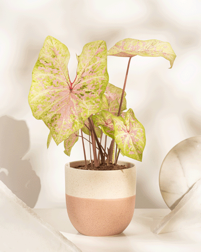 Das Caladium „Seafoam Pink“ zeichnet sich durch große, herzförmige Pastellblätter mit rosa und weißen Mustern aus und wird in einem beige-rosa Keramiktopf vor einem sanft beleuchteten neutralen Hintergrund für tropisches Flair präsentiert.