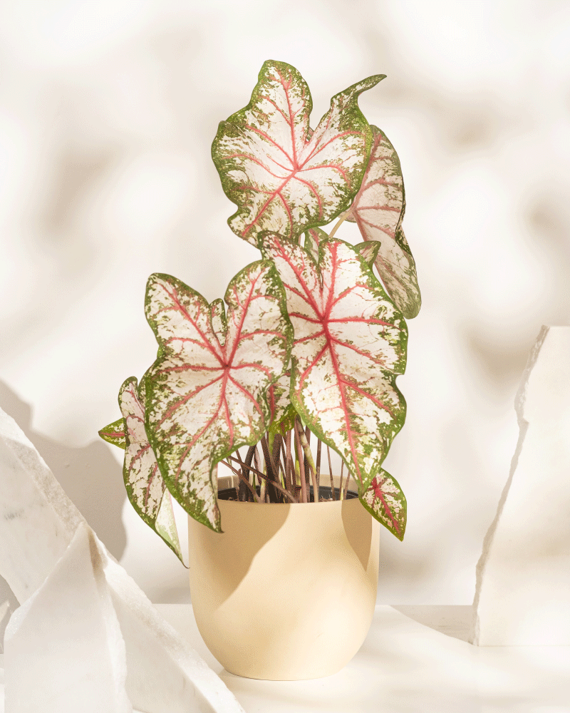 Eine Caladium „Tapestry“ mit großen, herzförmigen Blättern mit rosa Adern, weißer Mitte und grünen Rändern steht in einem beigen Topf vor einem sanft beleuchteten Hintergrund.
