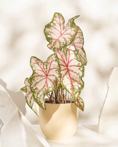 Eine Caladium „Tapestry“ mit großen, herzförmigen Blättern mit rosa Adern, weißer Mitte und grünen Rändern steht in einem beigen Topf vor einem sanft beleuchteten Hintergrund.