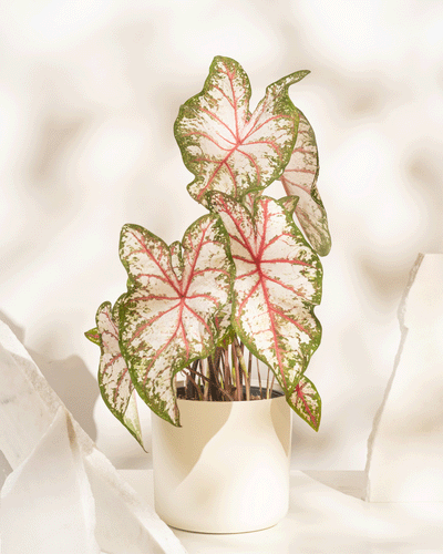 Der Caladium-Topf „Tapestry“ zeigt große, herzförmige Blätter mit grünen Rändern, weißer Mitte und leuchtend rosa Adern, vor einem hellen Hintergrund mit weißen Steinen neben dieser Saisonpflanze.