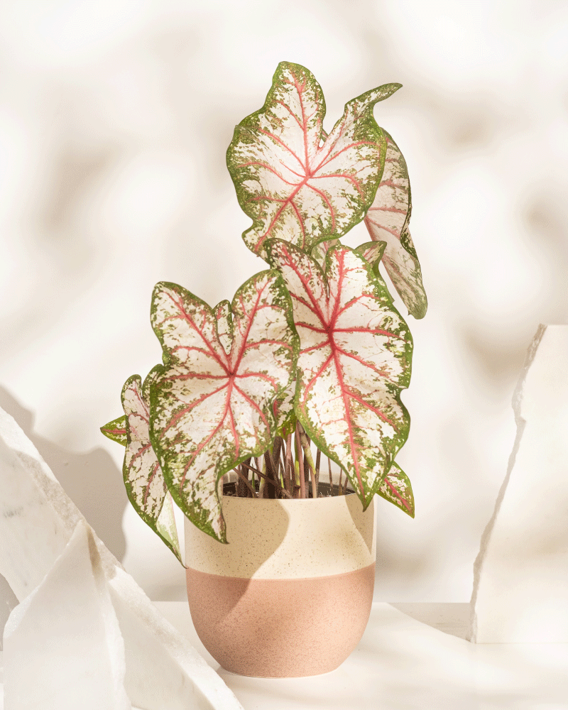 Eine Caladium „Tapestry“ mit großen, herzförmigen Blättern – grün gesäumt, weiß in der Mitte und rosa geadert – steht in einem zweifarbigen beige-rosa Topf inmitten weißer Steine auf hellem Hintergrund.