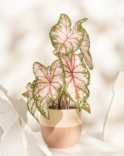 Eine Caladium „Tapestry“ mit großen, herzförmigen Blättern – grün gesäumt, weiß in der Mitte und rosa geadert – steht in einem zweifarbigen beige-rosa Topf inmitten weißer Steine auf hellem Hintergrund.