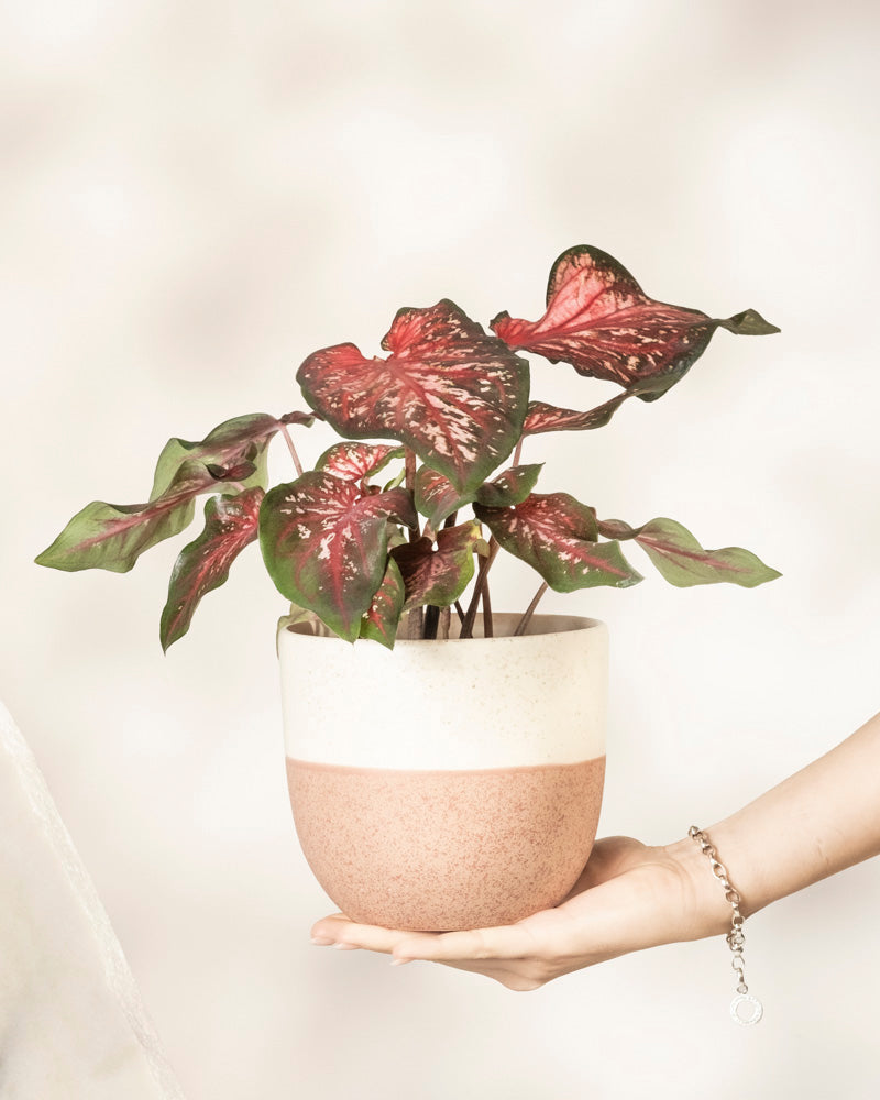 Caladium 'Desert Sunset'