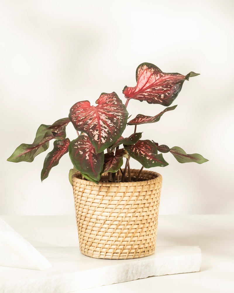 Caladium 'Desert Sunset'