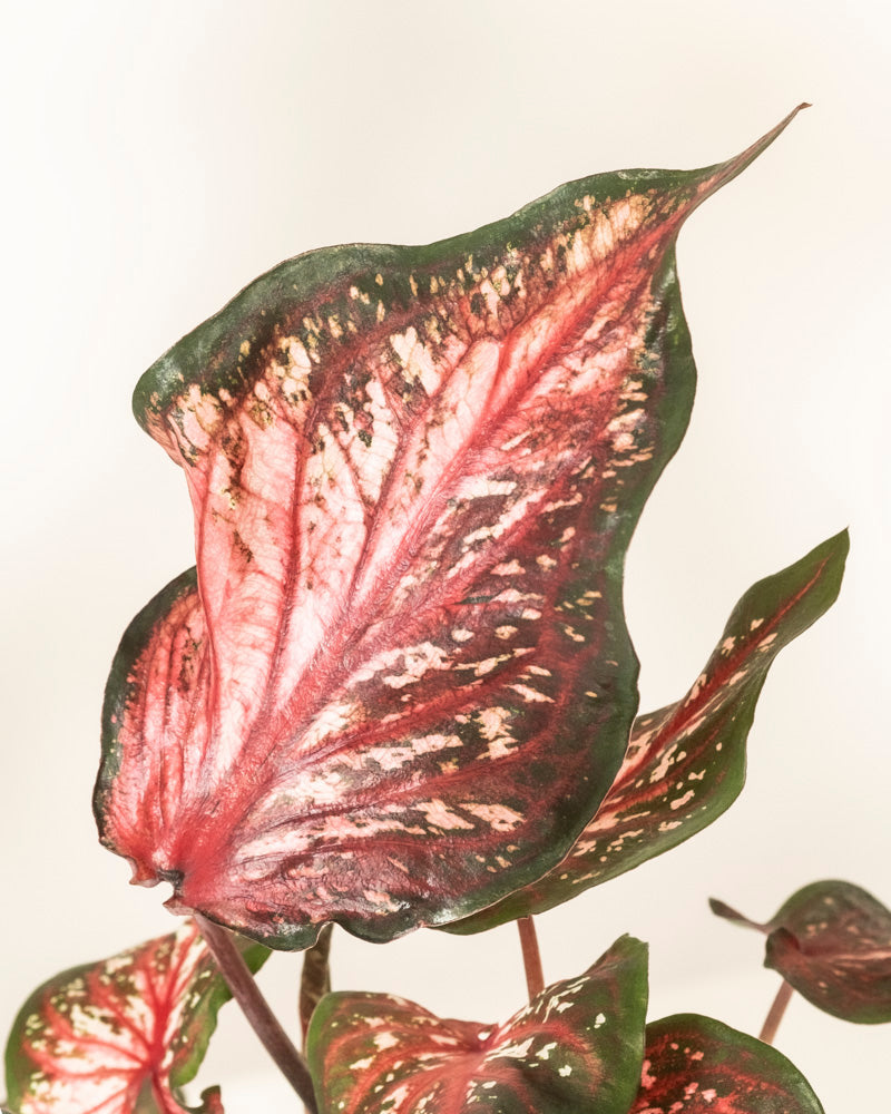 Caladium 'Desert Sunset'