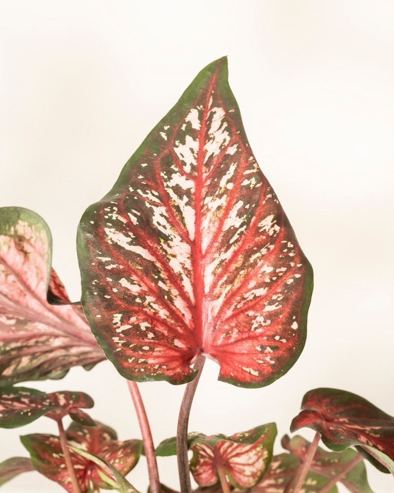 Caladium 'Desert Sunset'