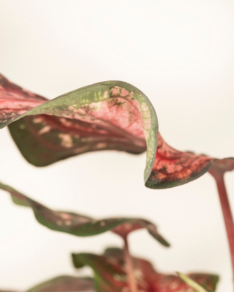 Caladium 'Desert Sunset'