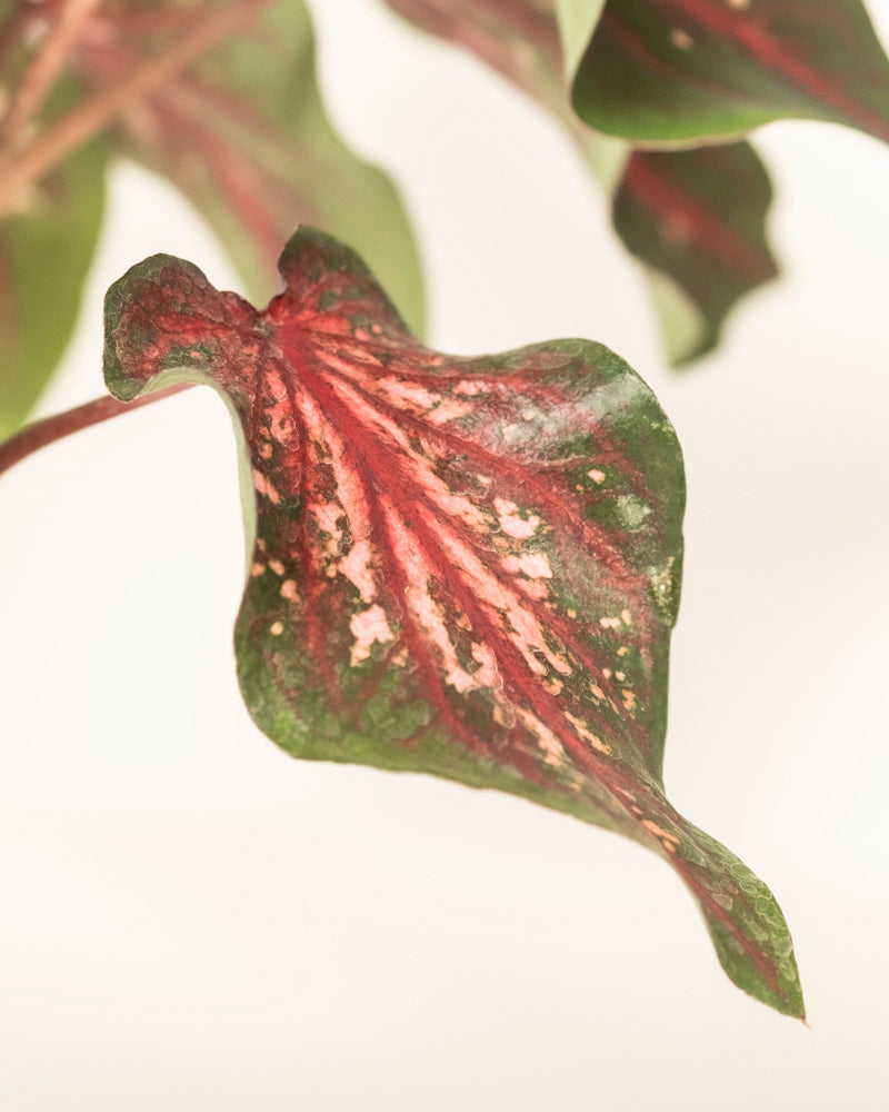 Caladium 'Desert Sunset'