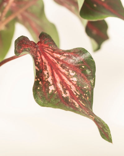 Caladium 'Desert Sunset'