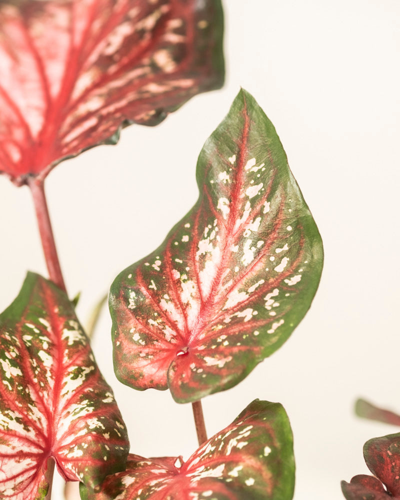 Caladium 'Desert Sunset'
