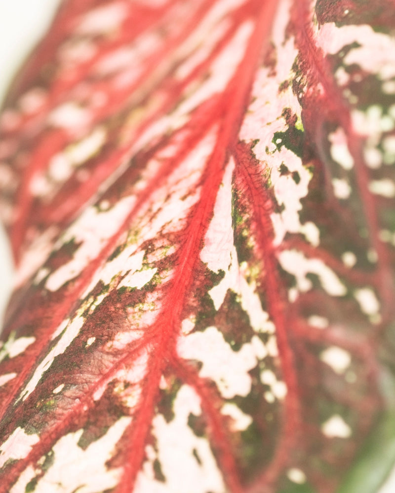 Caladium 'Desert Sunset'
