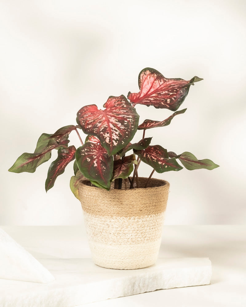 Caladium 'Desert Sunset'