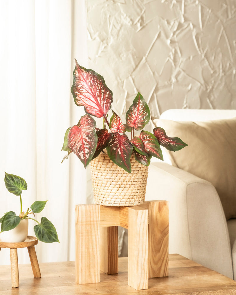 Caladium 'Desert Sunset'