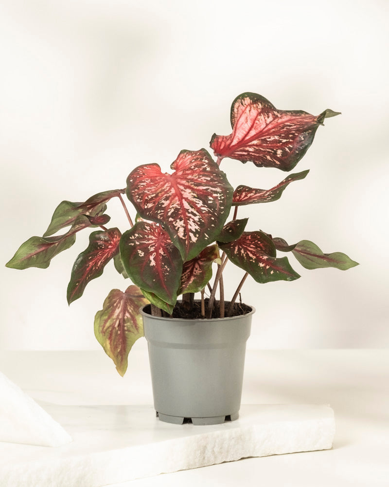 Caladium 'Desert Sunset'
