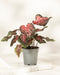 Caladium 'Desert Sunset'