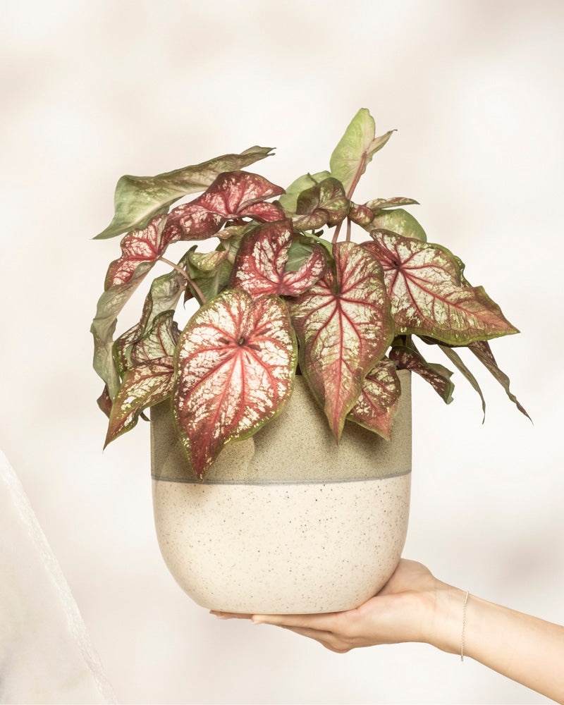 Eine Hand hält einen zweifarbigen Keramiktopf mit einer Caladium bicolor, die große, herzförmige grüne Blätter mit rosa und weißen Adern hat. Der weiche, neutrale Hintergrund hebt das leuchtende Laub der Pflanze hervor.