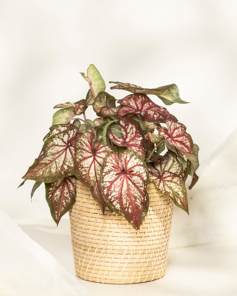 Ein getöpfertes Caladium bicolor hat große, herzförmige Blätter mit grünen Rändern und rosa-roten Zentren. In einem geflochtenen Korb vor einem neutralen Hintergrund platziert, bringt diese Pflanze lebendige Farbe in jeden Raum.