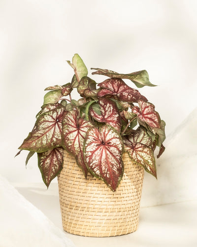 Ein getöpfertes Caladium bicolor hat große, herzförmige Blätter mit grünen Rändern und rosa-roten Zentren. In einem geflochtenen Korb vor einem neutralen Hintergrund platziert, bringt diese Pflanze lebendige Farbe in jeden Raum.