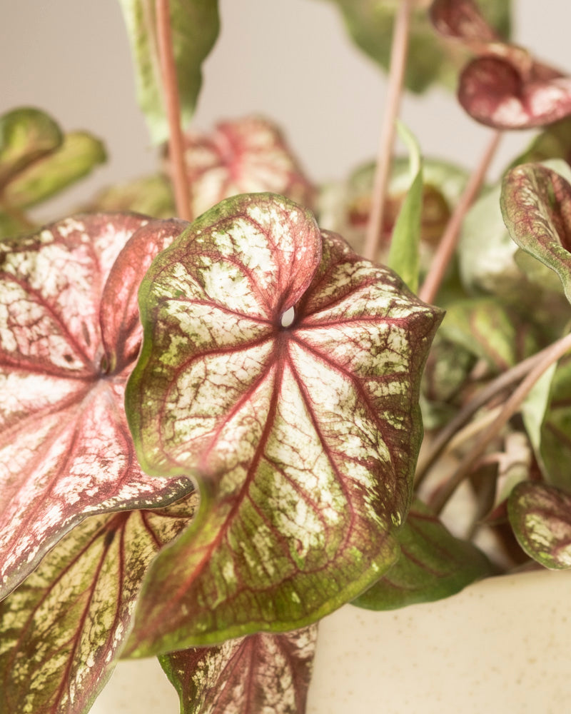 Nahaufnahme von Caladium bicolor Blättern mit grünen Rändern, rosa Adern und cremeweißer Mitte. Diese herzförmige Zimmerpflanze zeigt komplizierte Muster, wenn sie in einem weißen Topf wächst.