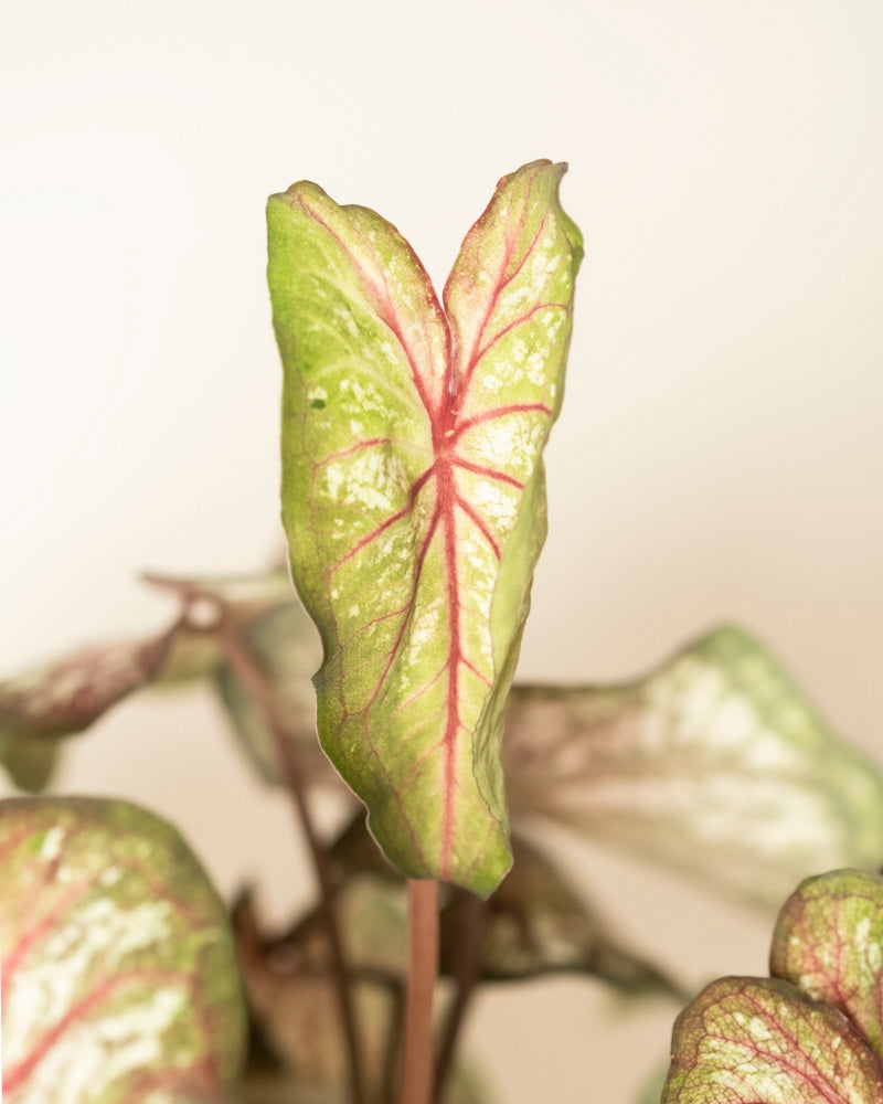 Eine Nahaufnahme eines einzelnen Caladium bicolor-Blattes, das grün mit rosa Adern und weißen Flecken ist, steht aufrecht vor einem verschwommenen Hintergrund ähnlicher Caladium bicolor-Zimmerpflanzenblätter.
