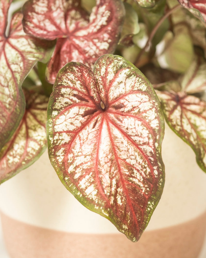 Eine Nahaufnahme von Caladium bicolor mit grünen Rändern, cremeweißer Mitte und roten Adern in einem beigen und hellbraunen Pflanztopf - eine auffällige Zimmerpflanze, die jeden Raum aufwertet.