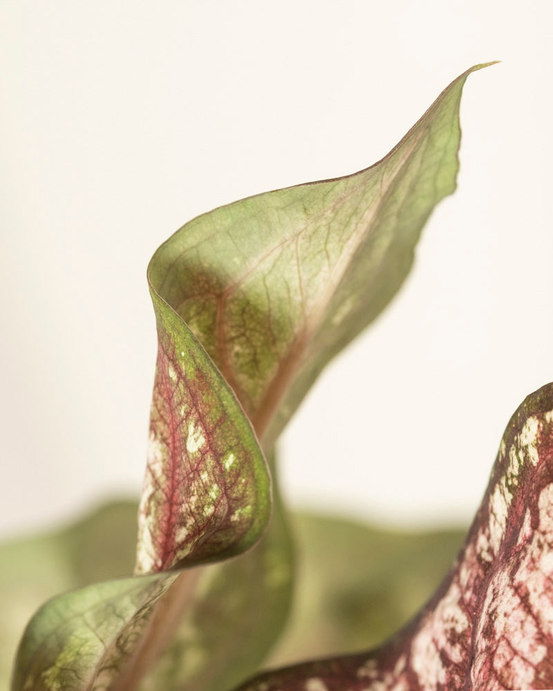 Nahaufnahme eines Caladium bicolor Blattes mit grünen, rosa und weißen Farbtönen. Das gewellte Blatt der Zimmerpflanze erscheint zart und durchscheinend vor einem hellen Hintergrund.