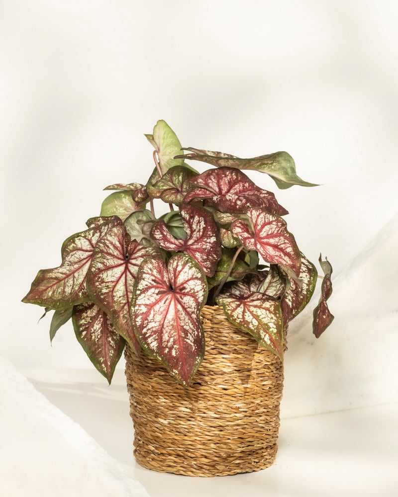 Das Caladium bicolor hat rosa, grüne und weiße Blätter und wird in einem geflochtenen Korb vor einem hellen, neutralen Hintergrund präsentiert.