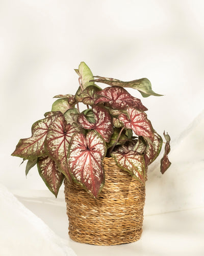Das Caladium bicolor hat rosa, grüne und weiße Blätter und wird in einem geflochtenen Korb vor einem hellen, neutralen Hintergrund präsentiert.