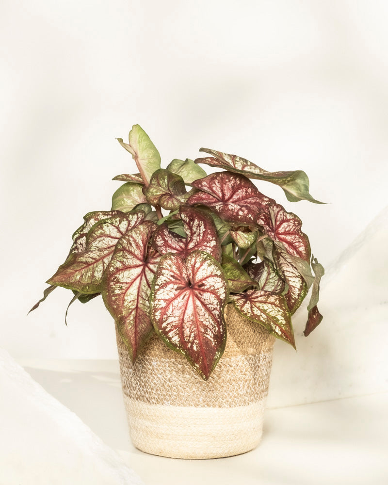 Ein Caladium bicolor mit großen herzförmigen Blättern mit grünem Rand und rosaroter Mitte sitzt in einem beigen geflochtenen Korb vor einem hellen, neutralen Hintergrund.