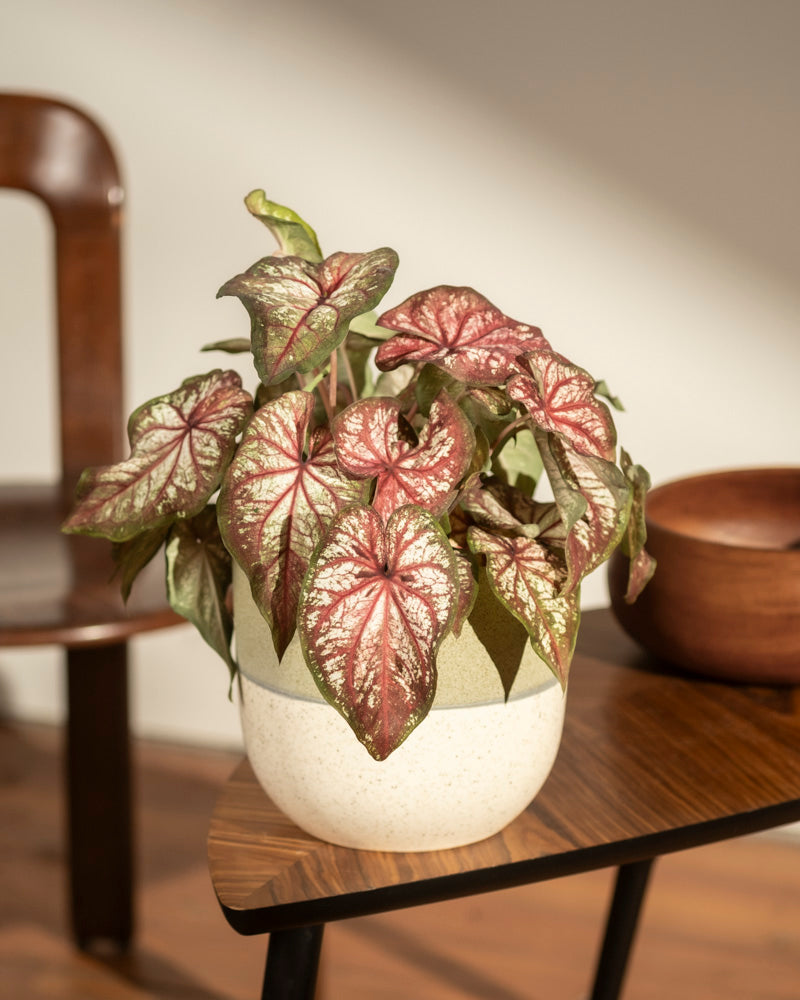 Ein Caladium bicolor mit grünen und rosafarbenen herzförmigen Blättern steht in einem zweifarbigen Keramiktopf auf einem Holztisch, in den das Sonnenlicht fällt.